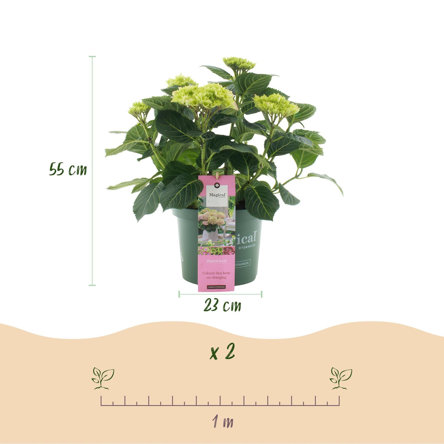 Hydrangea 'Magical Jewel Pink' - Roze Hortensia - 6-10 Bloemen - hoogte 55cm