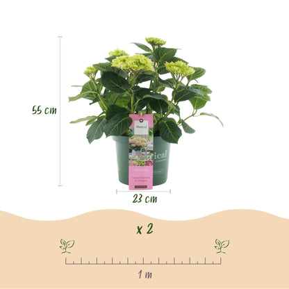 Hydrangea 'Magical Jewel Pink' - Roze Hortensia - 6-10 Bloemen - hoogte 55cm