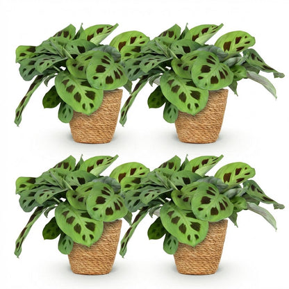 Green boutiQ - Kamerplant - Maranta Fascinator Kerchoveana - Zebraplant - Huisdiervriendelijke Plant - Groen - 4 Planten - met Mand - Pot 12cm - Hoogte 25cm