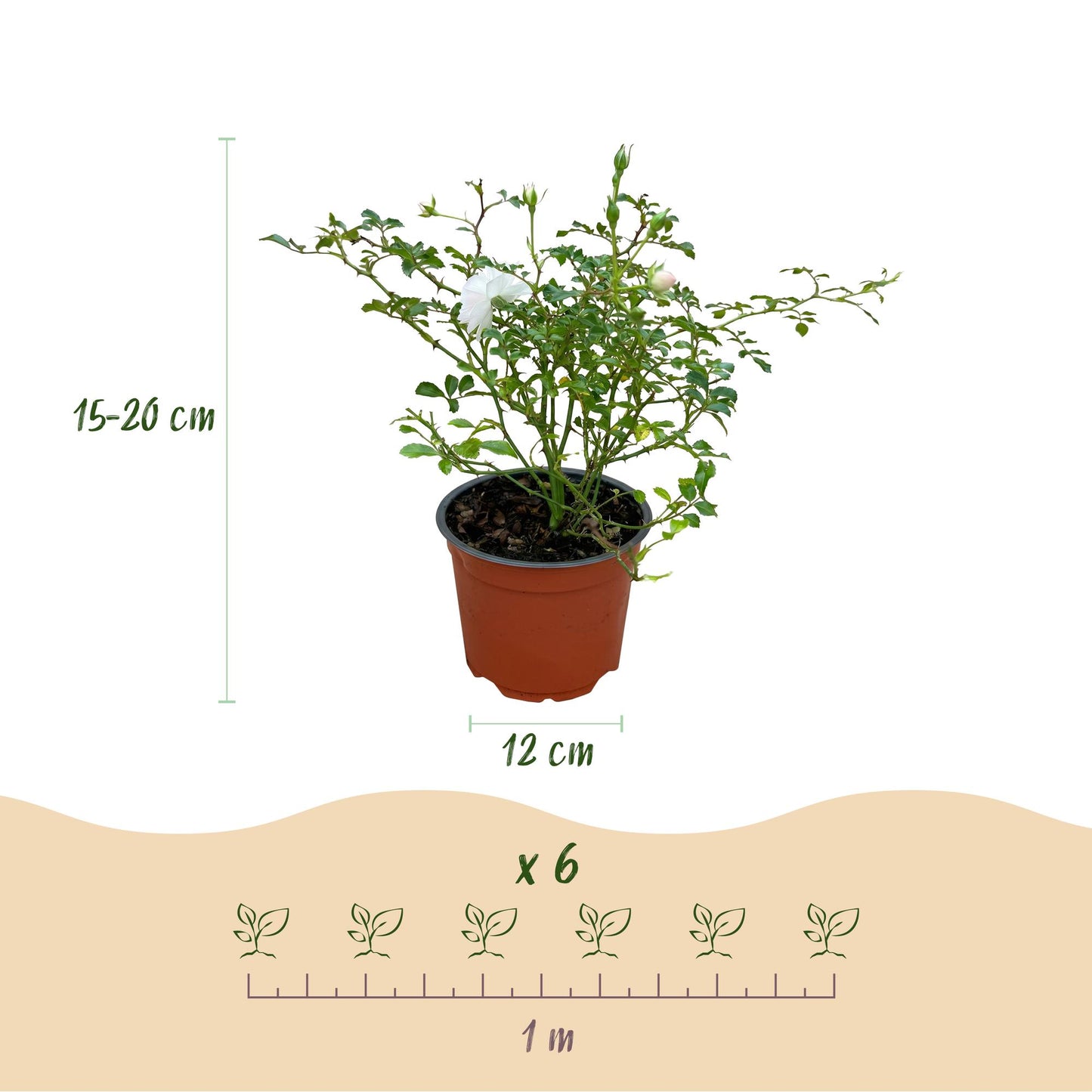 Green boutiQ - Tuin Roos - Rosa White Fairy - Roos - Winterhard - Wit - 3 Planten - Pot 12cm - Hoogte Hoogte 20-25cm