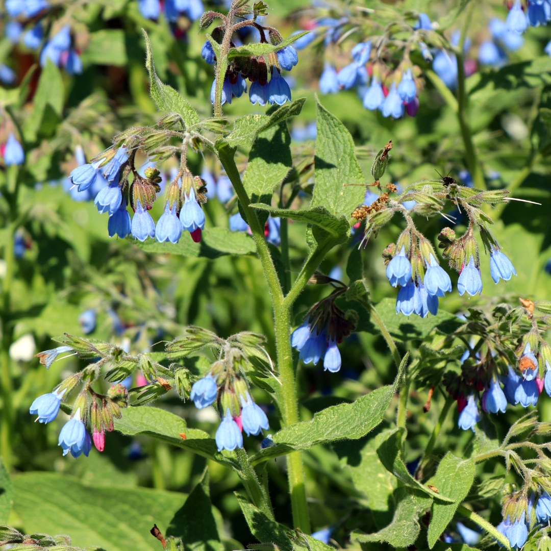 Symphytum grandiflorum 'Wisley Blue' Smeerwortel