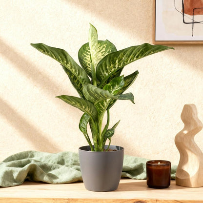 Diefenbachia Tropic Snow - Dieffenbachia - incl. pot grijs - pot 21cm - hoogte 90-100cm