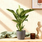 Diefenbachia Tropic Snow - Dieffenbachia - incl. pot grijs - pot 21cm - hoogte 90-100cm
