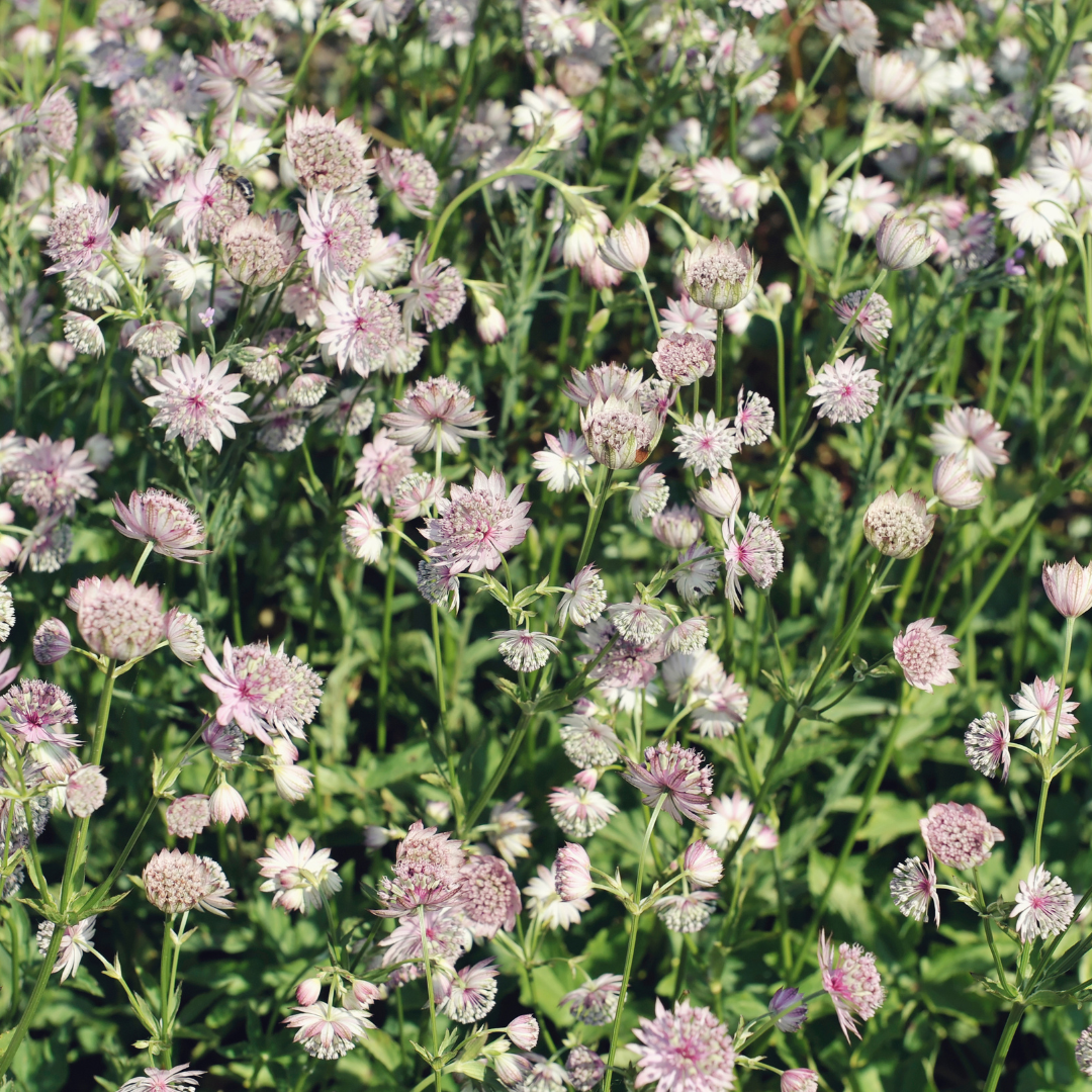 Astrantia major - Zeeuws Knoopje