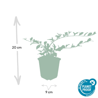 Cotoneaster dammeri - Dwergmispel