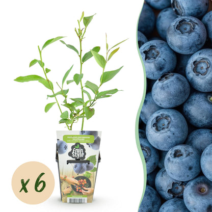 Vaccinium corymbossum 'Goldtraube' - Blauwe bes - 6 planten - Pot 9cm