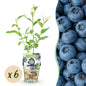 Vaccinium corymbossum 'Goldtraube' - Blauwe bes - 6 planten - Pot 9cm
