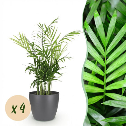 Green boutiQ - Kamerplant - Chamaedorea elegans - Goudpalm - Huisdiervriendelijke Plant - Groen - 4 Planten - met Potter Grijs - Pot 12cm - Hoogte 15cm