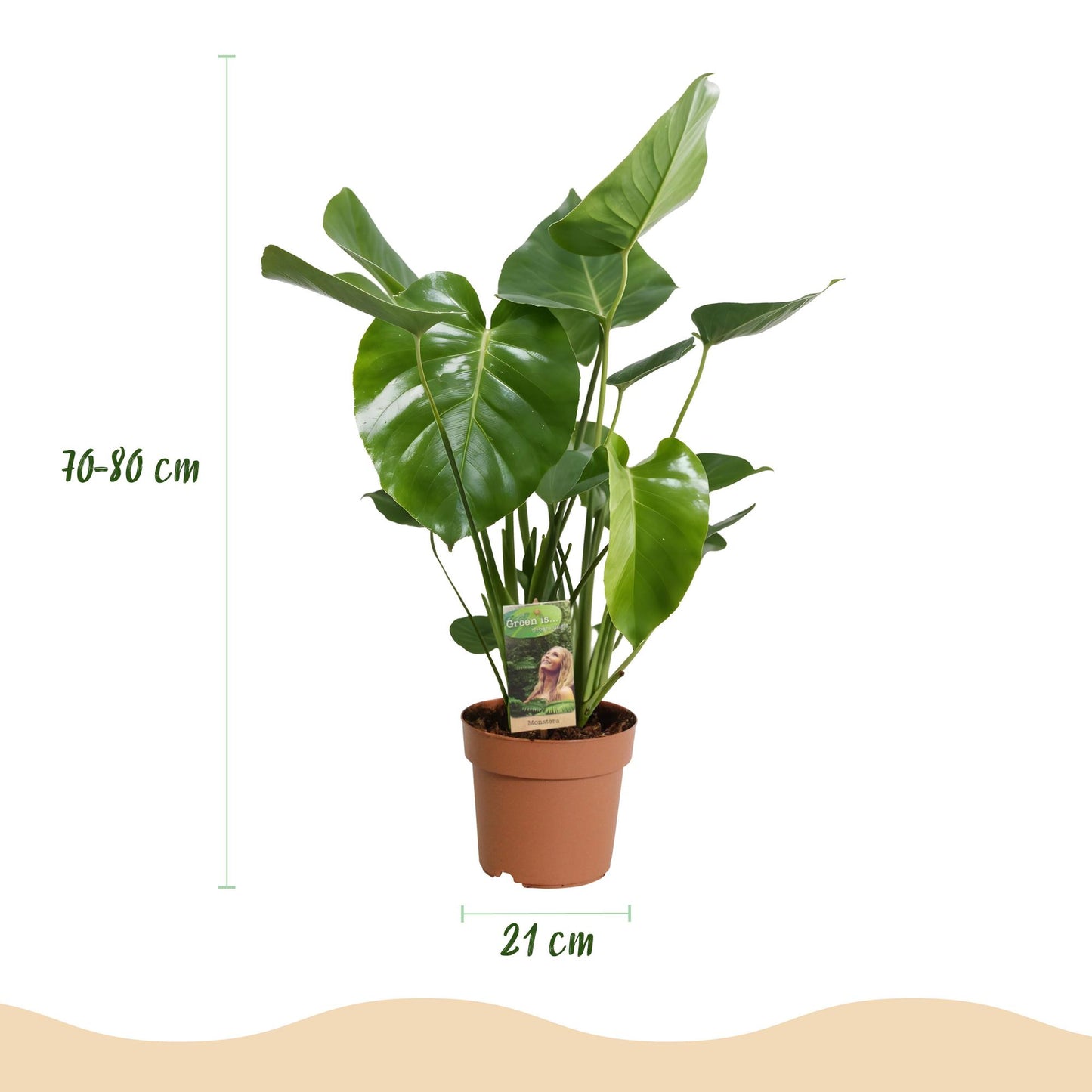 Green BoutiQ - Green is... Kamerplanten - Monstera Deliciosa - Gatenplant - Weinig onderhoud - Groen - 1 Plant - Pot 21cm - Hoogte 70-80cm