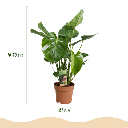 Green BoutiQ - Green is... Kamerplanten - Monstera Deliciosa - Gatenplant - Weinig onderhoud - Groen - 1 Plant - Pot 21cm - Hoogte 70-80cm