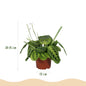 Green boutiQ - Kamerplant - Maranta Fascinator Lemon Lime - Gebedsplant - Huisdiervriendelijke Plant - Groen - 4 Planten - met Potter Grijs - Pot 12cm - Hoogte 25cm