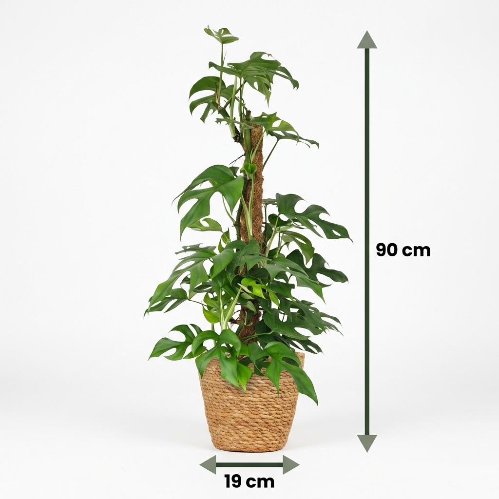 Green boutiQ - Kamerplant - Mini Gatenplant - Monstera Minima Mosstok - Groen - Weinig onderhoud - 1 Plant - met Mand - Pot 19cm - Hoogte 90cm