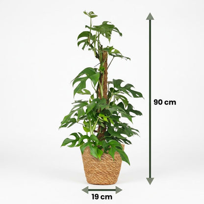 Green boutiQ - Kamerplant - Mini Gatenplant - Monstera Minima Mosstok - Groen - Weinig onderhoud - 1 Plant - met Mand - Pot 19cm - Hoogte 90cm