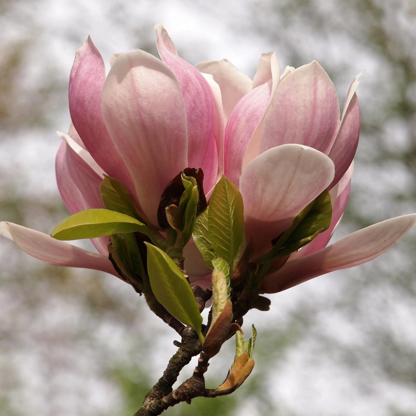 Magnolia soulangiana - Magnolia - hoogte 45cm