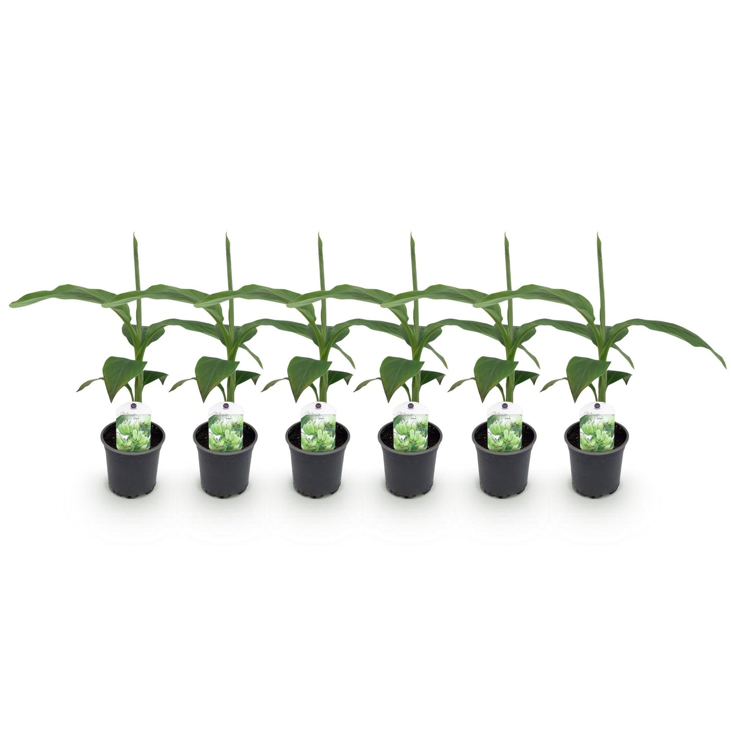 Musa 'Basjoo' - winterharde Bananenboom - 6 planten - Pot 12cm - Hoogte 30cm