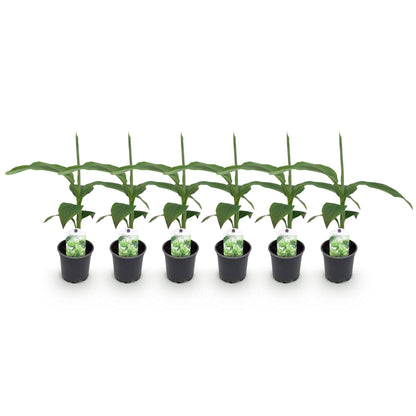 Musa 'Basjoo' - winterharde Bananenboom - 6 planten - Pot 12cm - Hoogte 30cm