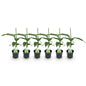 Musa 'Basjoo' - winterharde Bananenboom - 6 planten - Pot 12cm - Hoogte 30cm