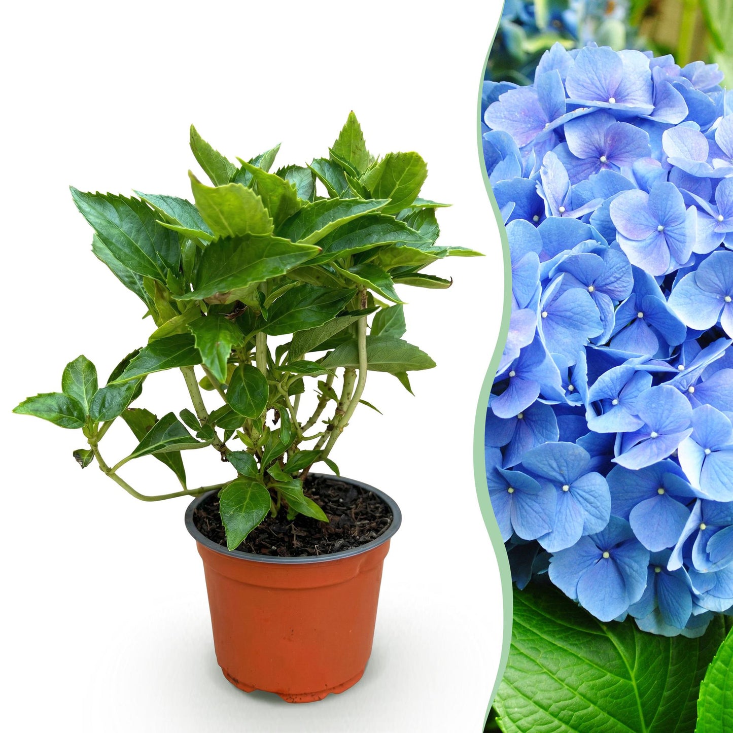 Hydrangea macrophylla 'Blue' - Bolhortensia - hoogte 20-30cm