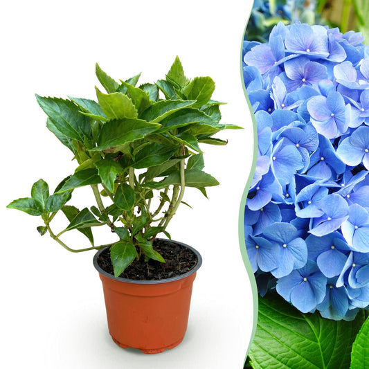 Hydrangea macrophylla 'Blue' - Bolhortensia - hoogte 20-30cm