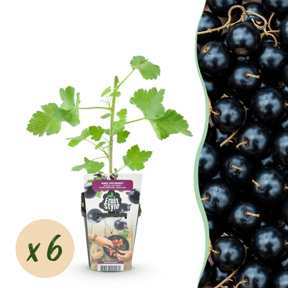 Ribes 'Jostabes' - Jostabes - 6 planten - Pot 9cm