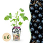Ribes 'Jostabes' - Jostabes - 6 planten - Pot 9cm