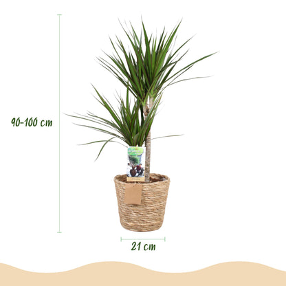 Dracaena Marginata - Drakenbloedboom - incl. mand - pot 21cm - hoogte 90-100cm