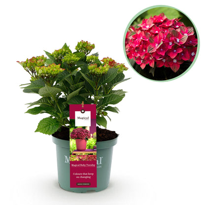 Hydrangea 'Magical Teusday & Saphire' - Rode Hortensia - 6-10 bloemen - hoogte 55cm