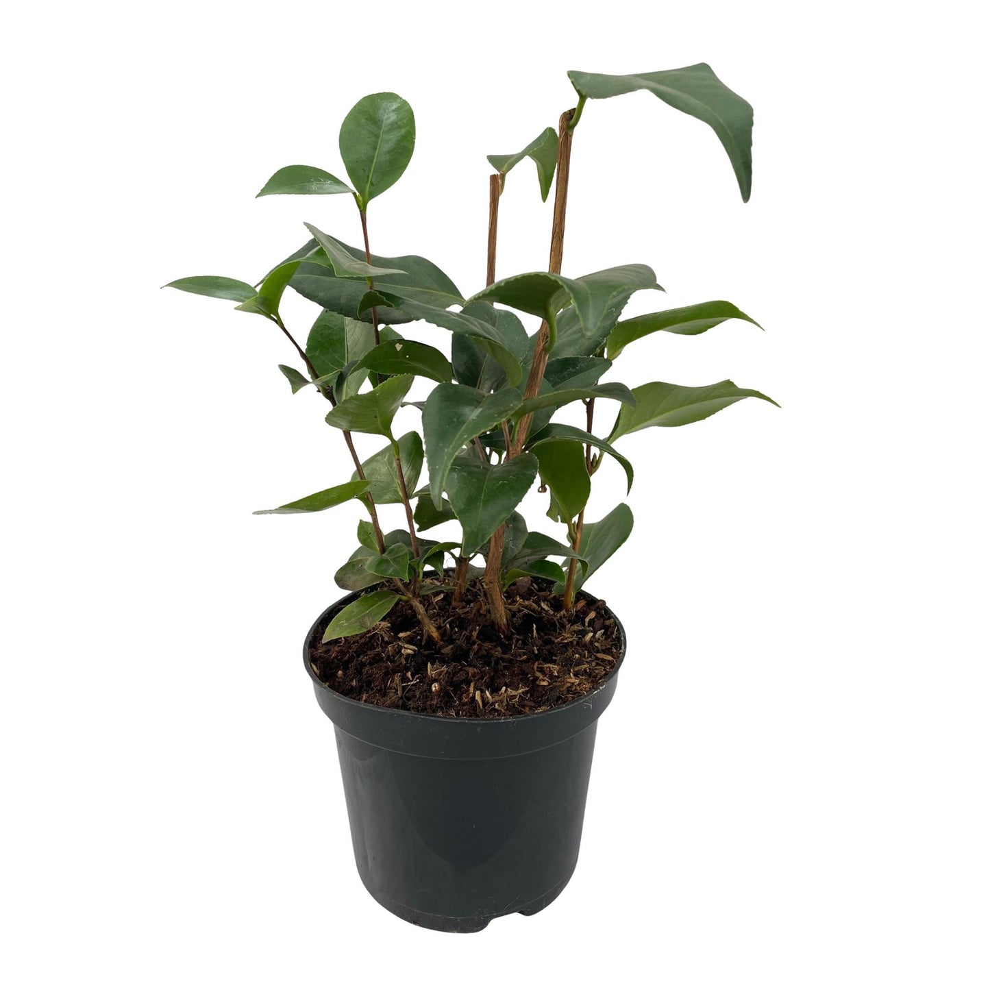 Camelia japonica 'Tricolour' - Camelia - hoogte 30cm
