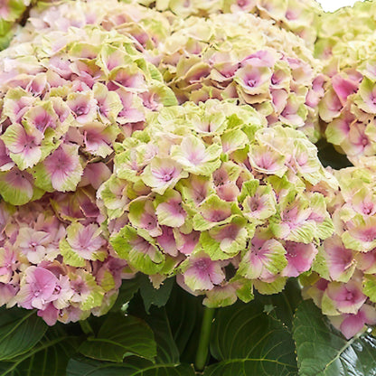 Hydrangea 'Magical Jewel Pink' - Roze Hortensia - 6-10 Bloemen - hoogte 55cm