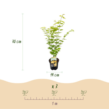 Green boutiQ - Terrasplant - Japanse Esdoorn - Acer palmatum Jordan - Geel - 2 Planten - Bladverliezend - Pot 19cm Hoogte 70cm