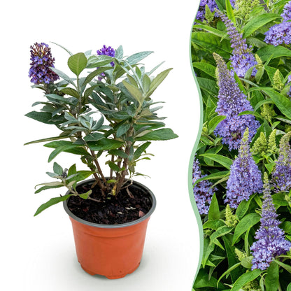 Buddleja davidii 'Butterfly Candy Little Lila' - Vlinderstruik - hoogte 20-25cm