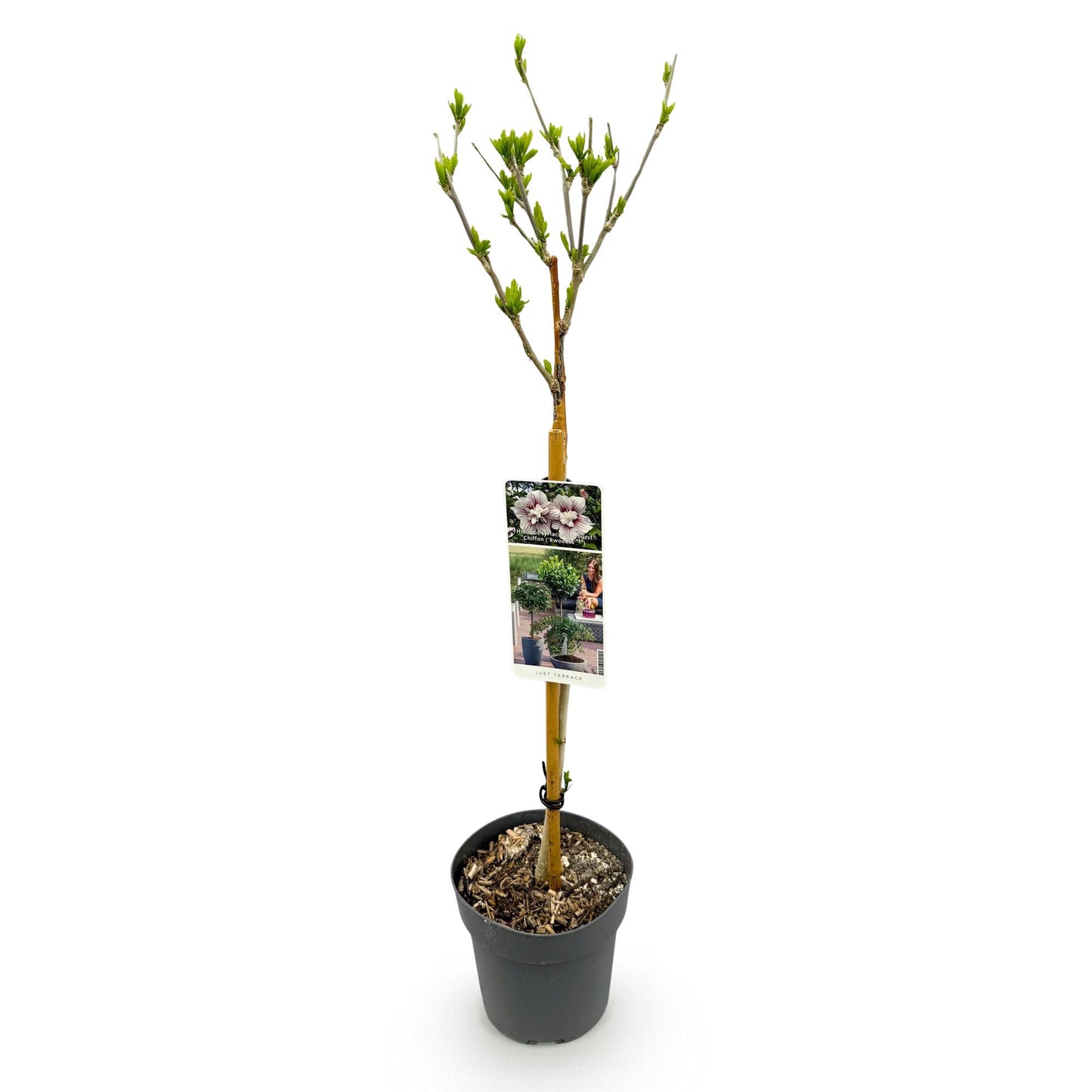 Hibiscus syriacus 'Starburst Chiffon®' op stam - Altheastruik - hoogte 90cm