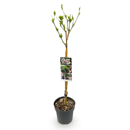 Hibiscus syriacus 'Starburst Chiffon®' op stam - Altheastruik - hoogte 90cm