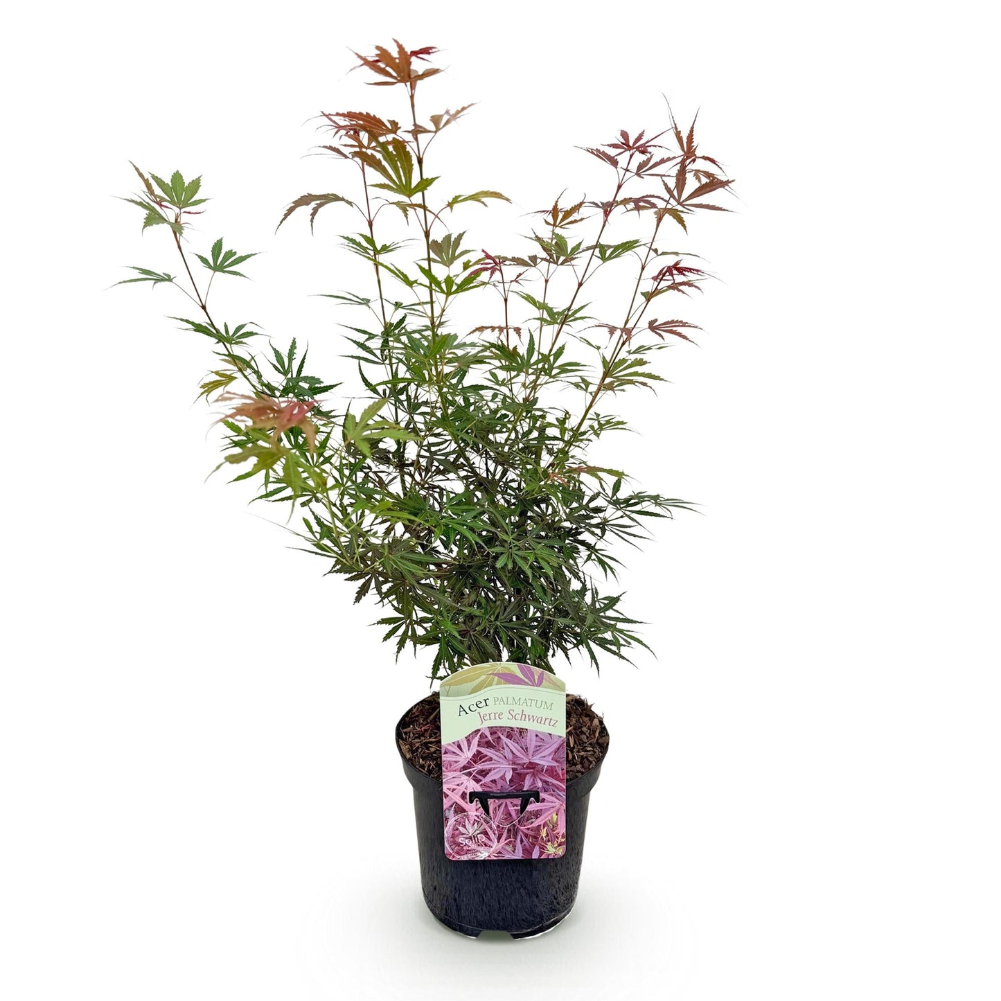 Acer palmatum 'Jerre Swarts' - Japanse Esdoorn - hoogte 70cm