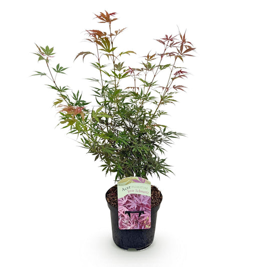 Acer palmatum 'Jerre Swarts' - Japanse Esdoorn - hoogte 70cm