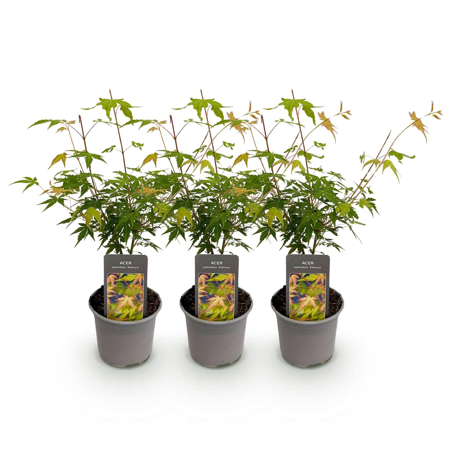 Green boutiQ - Tuinplant - Acer palmatum Katsura - Oranje - 3 Planten - Bladverliezend - Weinig Onderhoud - Pot 12cm Hoogte 35cm