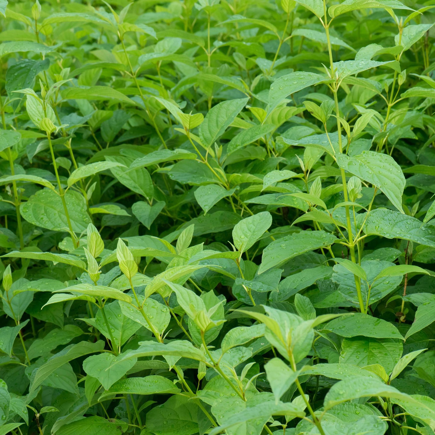Cornus alba 'Flaviramea' - Gele Kornoelje - hoogte 45cm