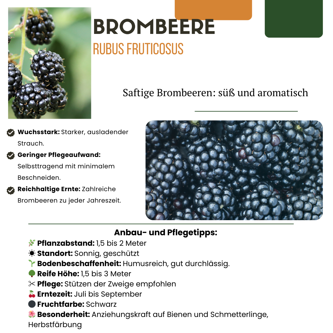 Biologische bramenplanten - 6 planten - Ø 13 cm - ↨ 20 cm