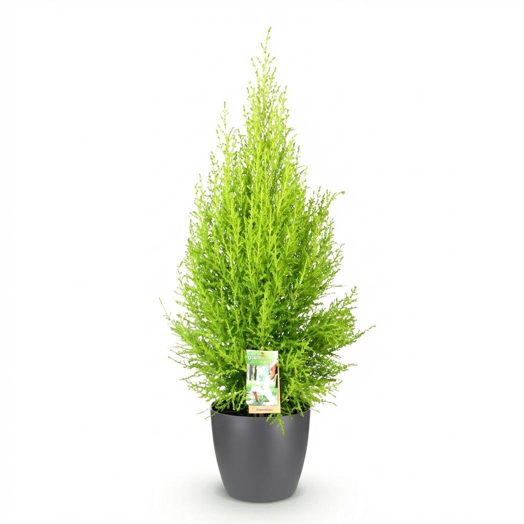 Cupressus Gold Crest Wilma - Kamerconifeer - incl. pot grijs - pot 21cm - hoogte 85-95cm