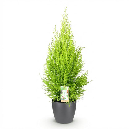Cupressus Gold Crest Wilma - Kamerconifeer - incl. pot grijs - pot 21cm - hoogte 85-95cm