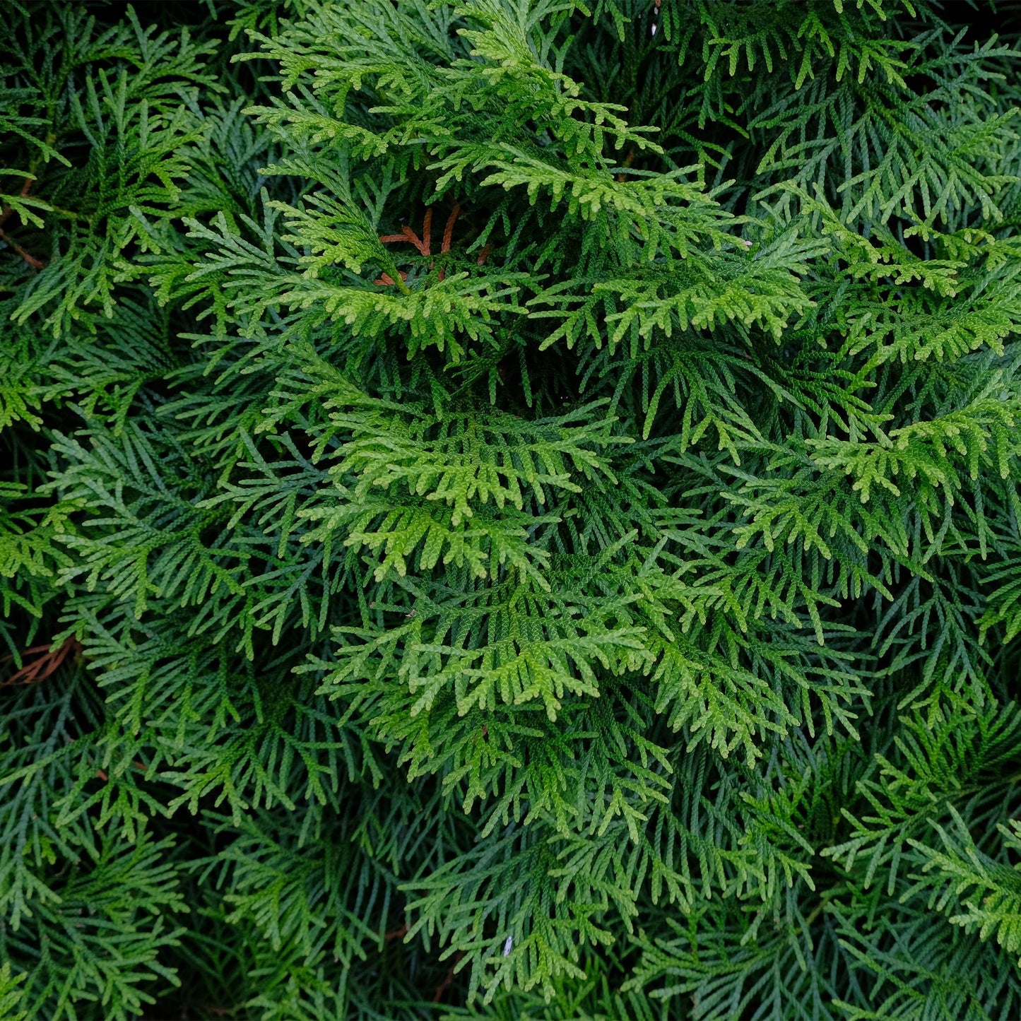 Thuja occidentalis 'Smaragd' - Westerse Levensboom - hoogte 55cm