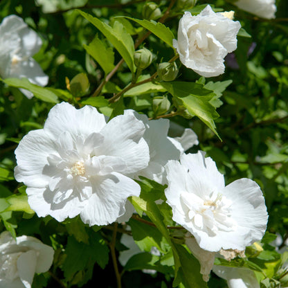 Hibiscus syriacus 'White Chiffon®' op stam - Altheastruik - hoogte 90cm