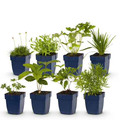 Green boutiQ - Borderpakket - Kleur Wit - 8 Vaste planten - 1 m2 - Diversen kleuren - Weinig Onderhoud - Pot 11cm