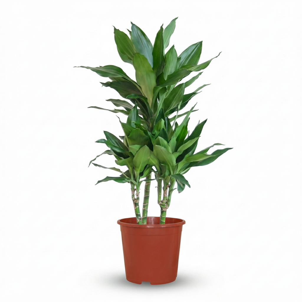 Dracaena Janet Craig - Drakenbloedboom - pot 21cm - hoogte 90 - 100cm