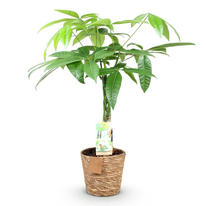 Pachira Aquatica gevlochten stam - Geldboom - incl. mand - 1 plant - pot 17cm - hoogte 60-70cm
