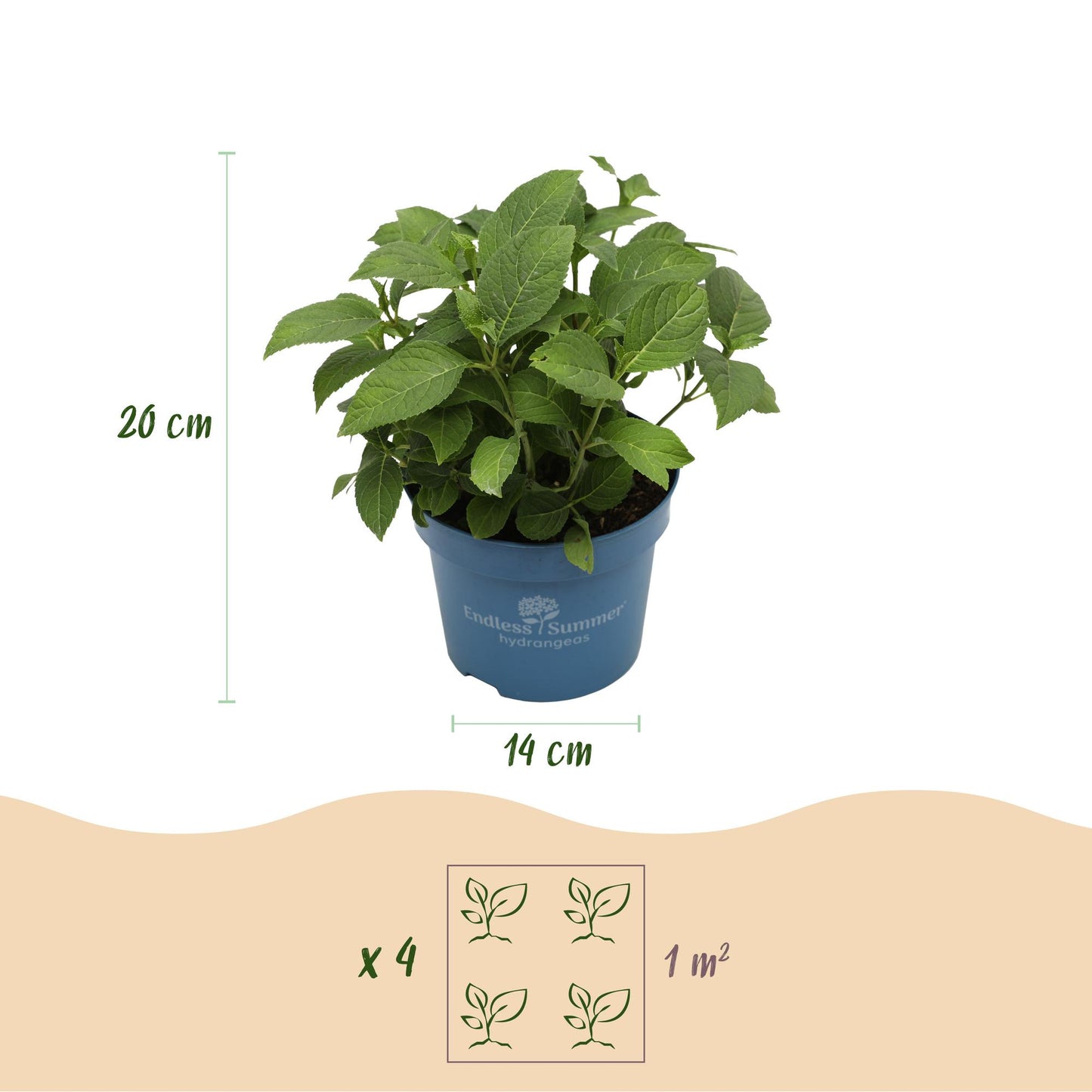 Green boutiQ - Tuinplant - Hydrangea Endles Summer Summer Love Purple - Hortensia - Winterhard - Paars - 4 Planten - Pot 14cm - Hoogte 20-25cm