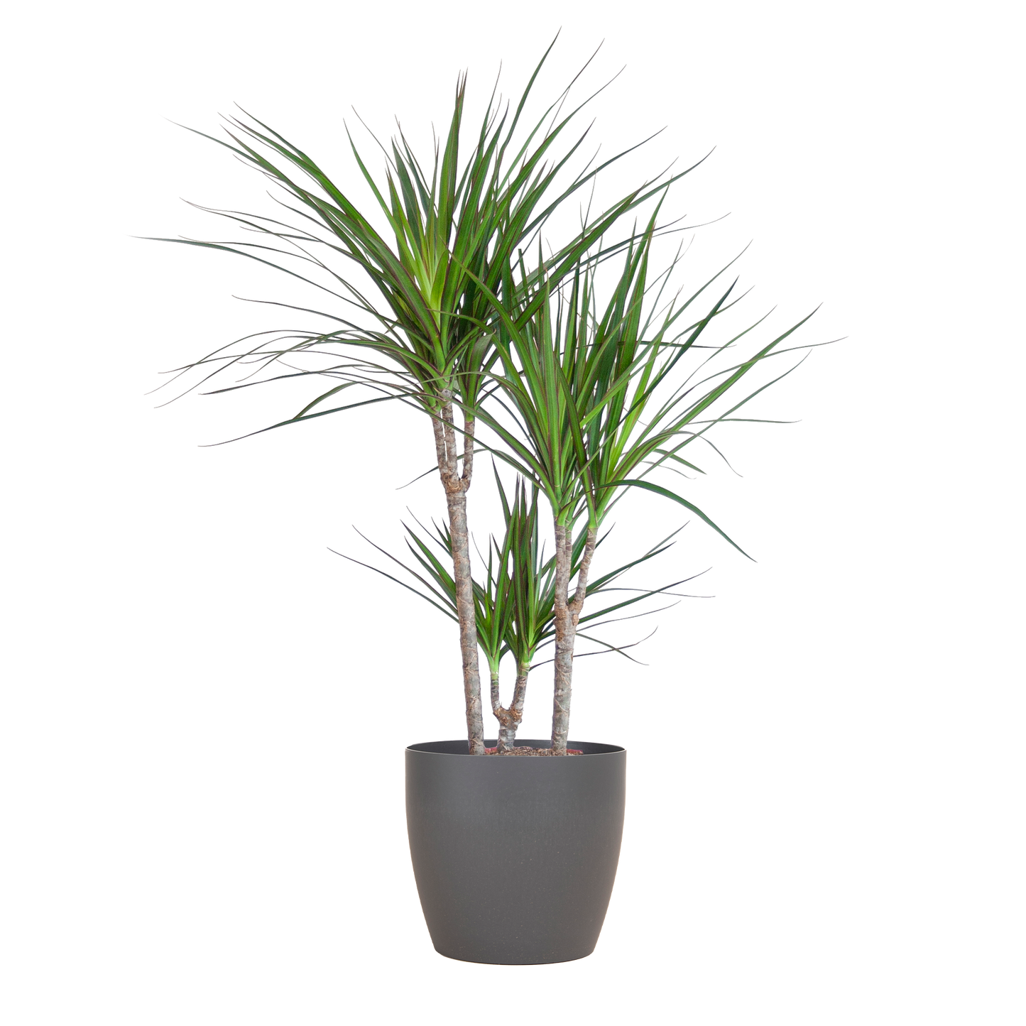 Dracaena Marginata met Potter pot grijs - 95cm - Ø21
