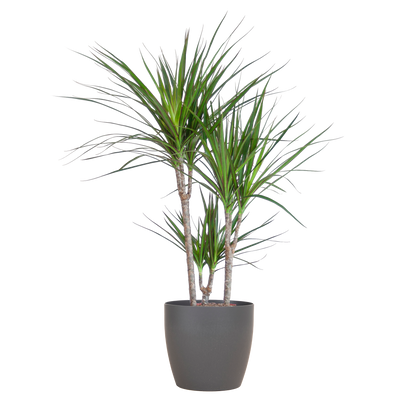 Dracaena Marginata met Potter pot grijs - 95cm - Ø21