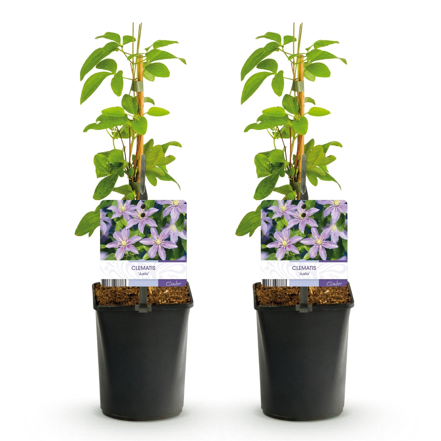 Clematis 'Justa' - Clematis - 2 planten - Pot 11cm - Hoogte 40cm