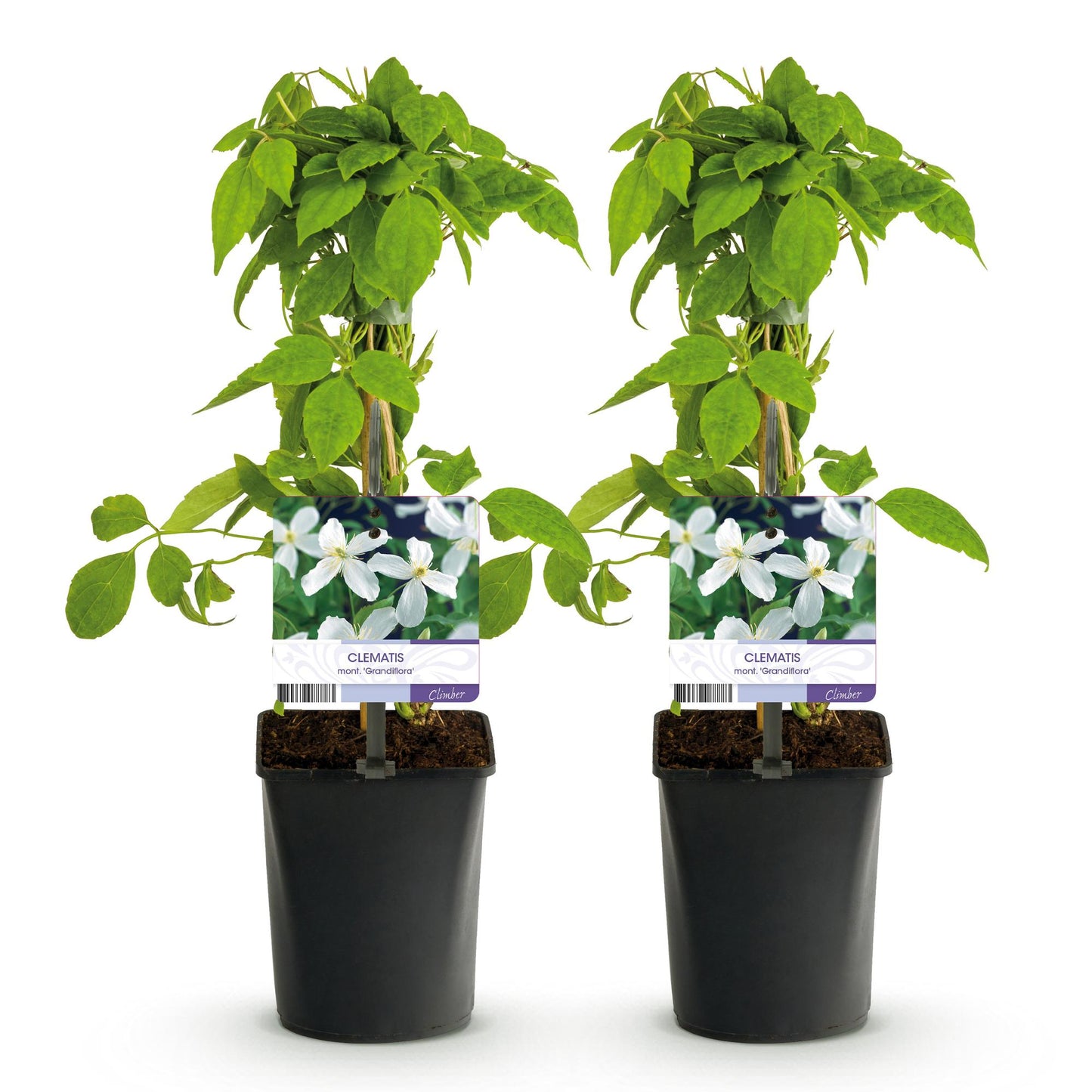 Clematis montana 'Grandiflora' - Clematis - 2 planten - Pot 11cm - Hoogte 40cm